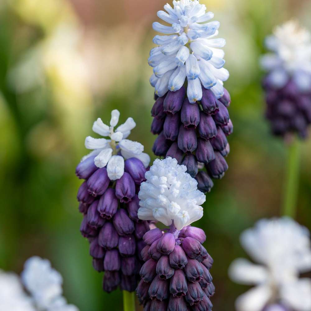 Muscari 'Grape Ice'