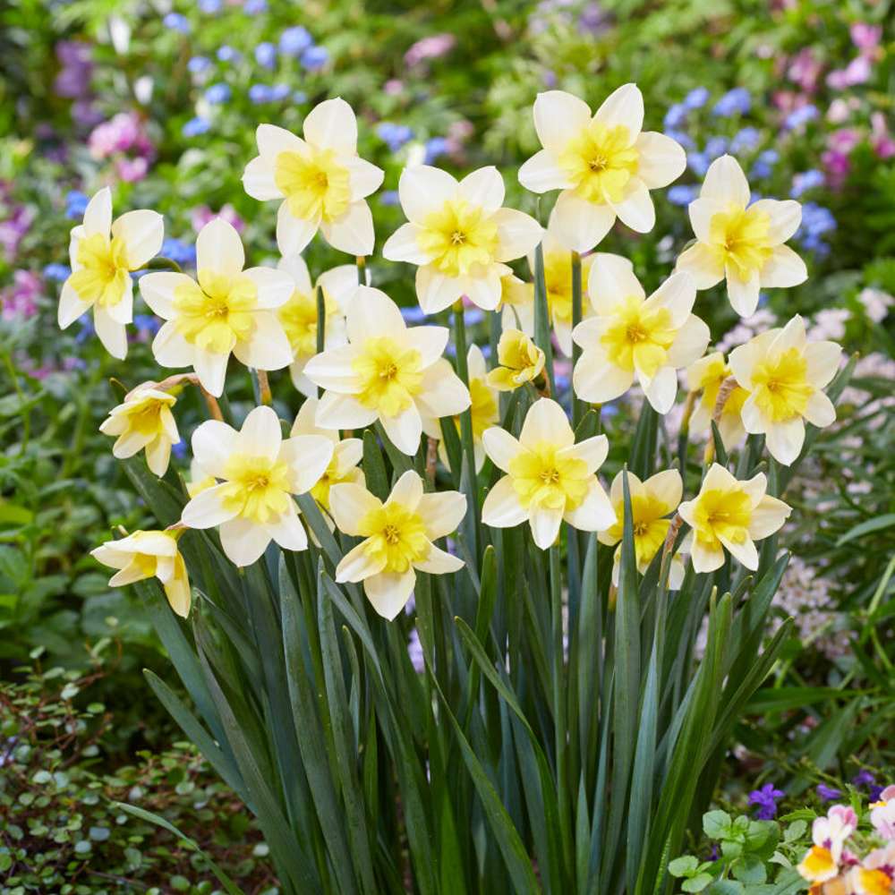 Narcissus 'Polar Hunter'