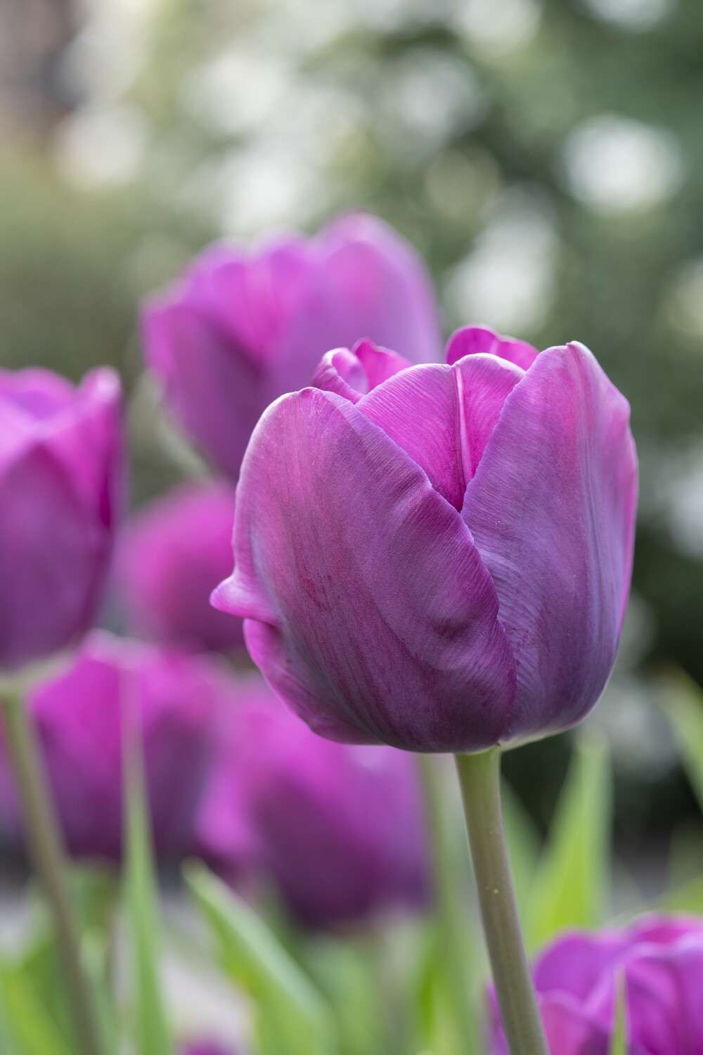 Tulpan 'Negrita'