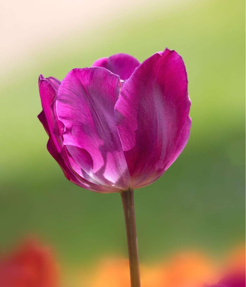 Tulpan 'Negrita'
