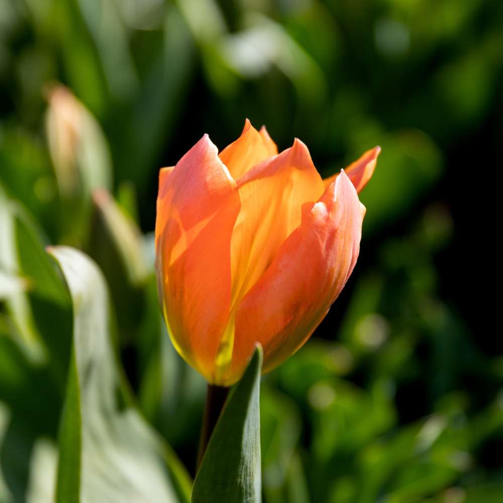 Tulpan 'Orange Emperor'