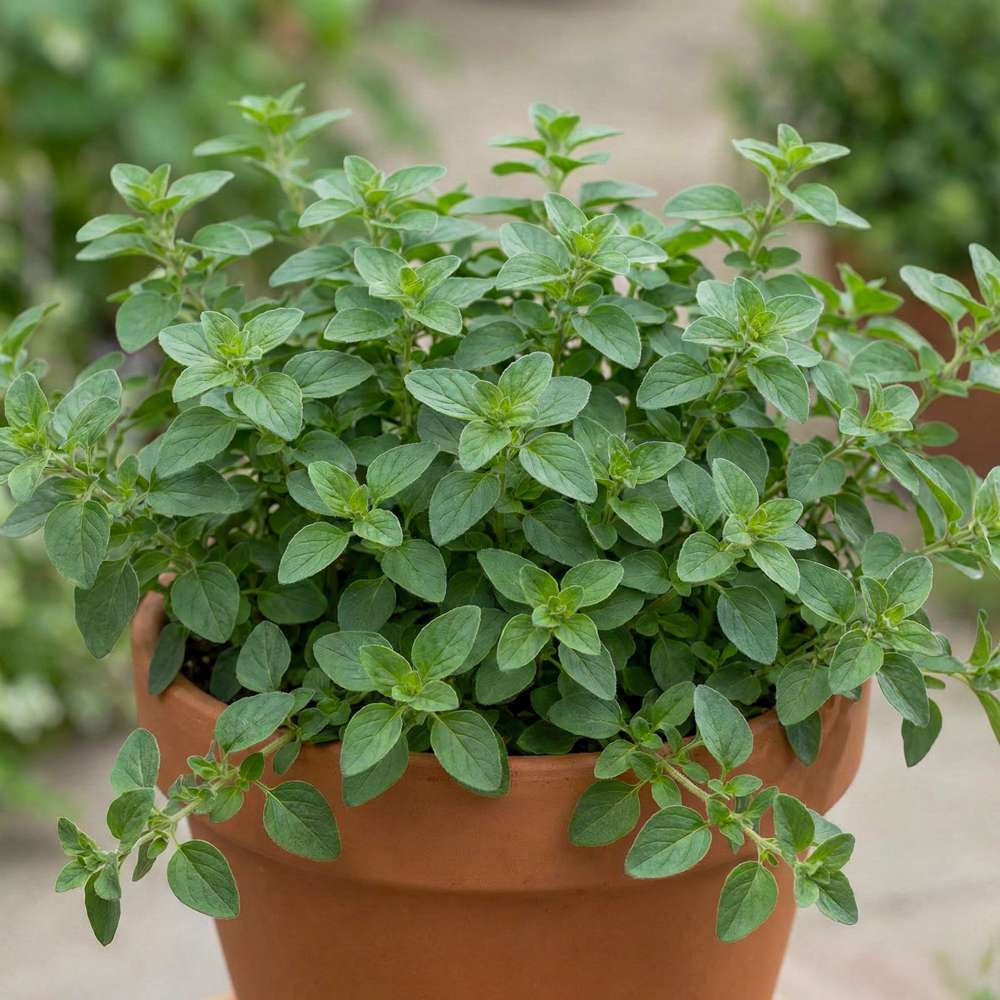 Oregano (BIO frö)