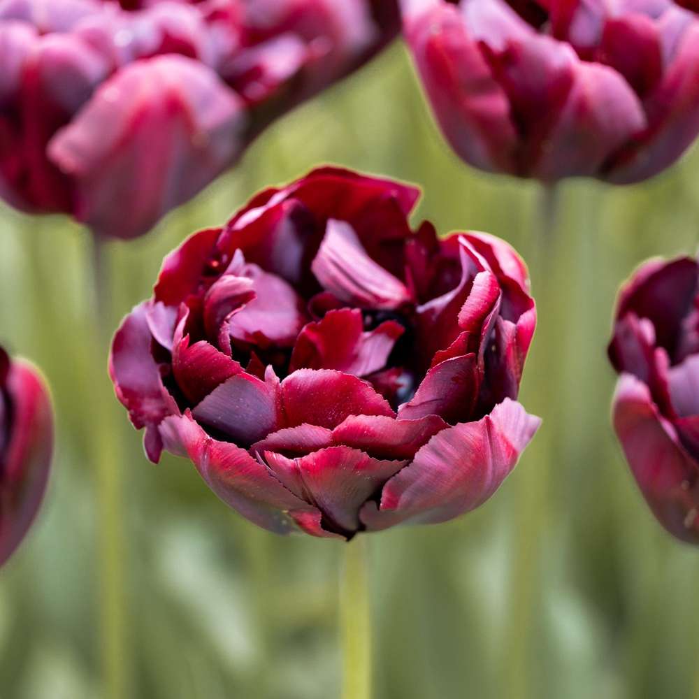 Tulpan 'Palmyra'