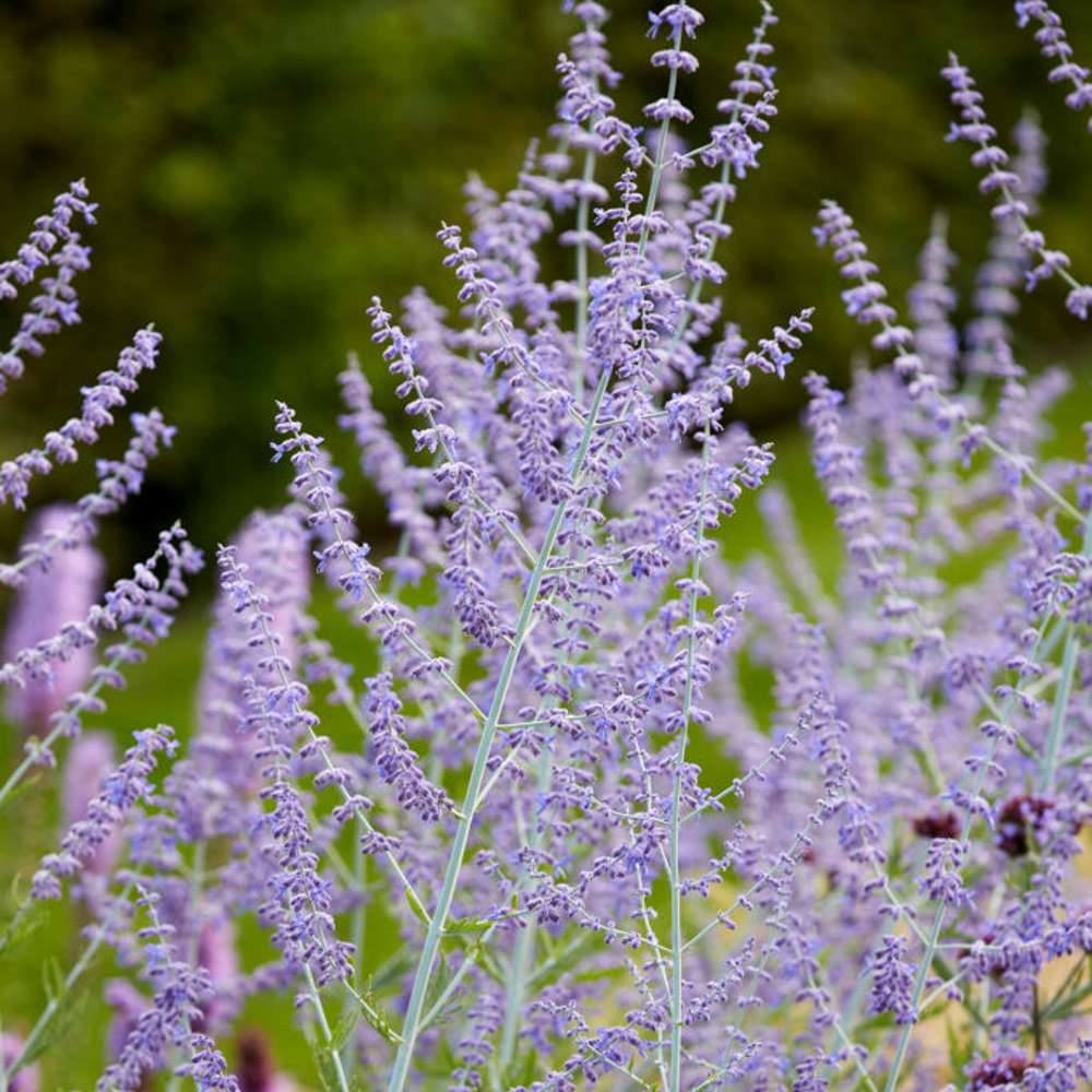Perovskia atriplicifolia 'Blue Spire'