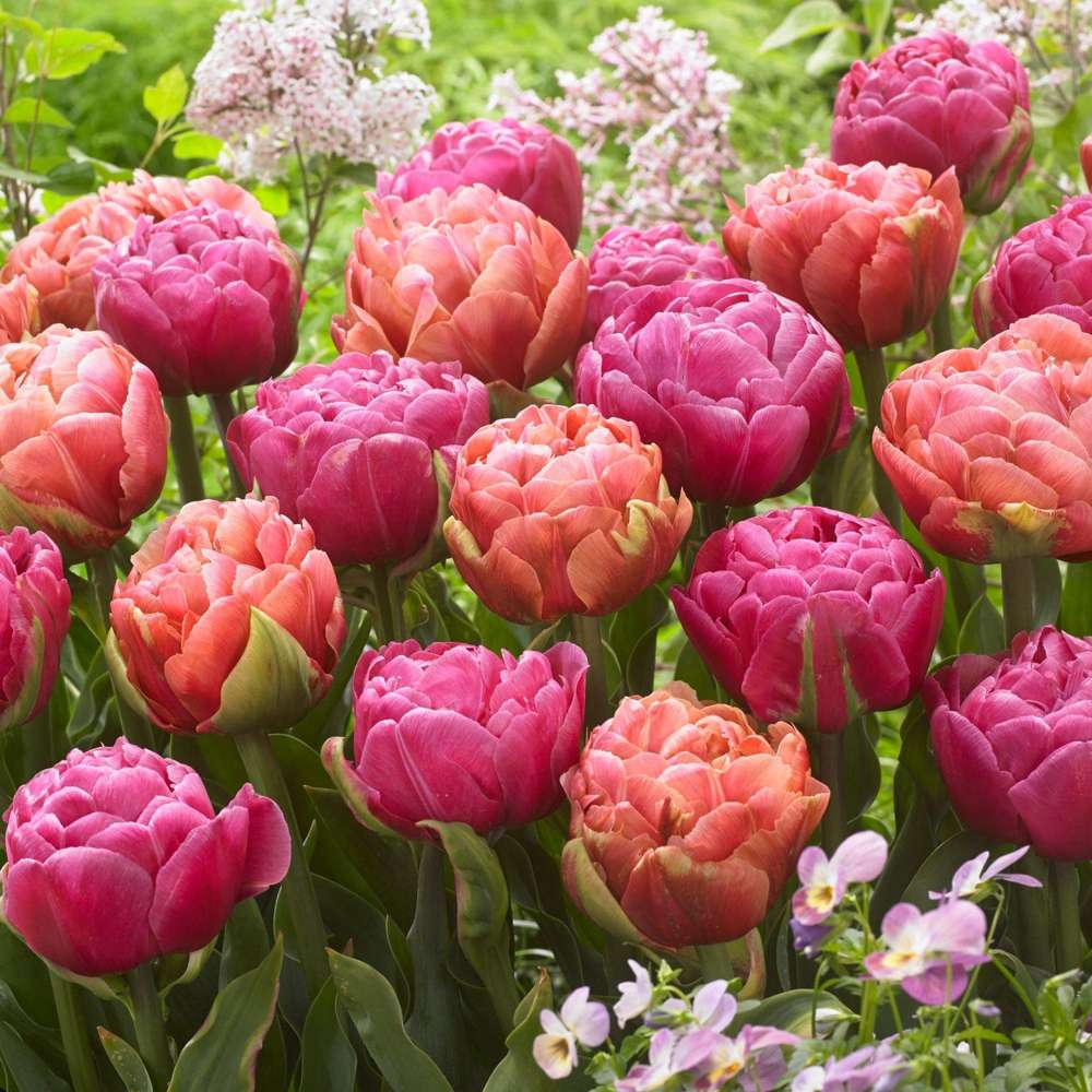 Pink Champagne' - Tulpanblandning