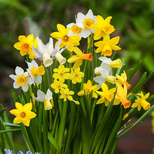 'Narcissus Blandning' Erbjudandemix