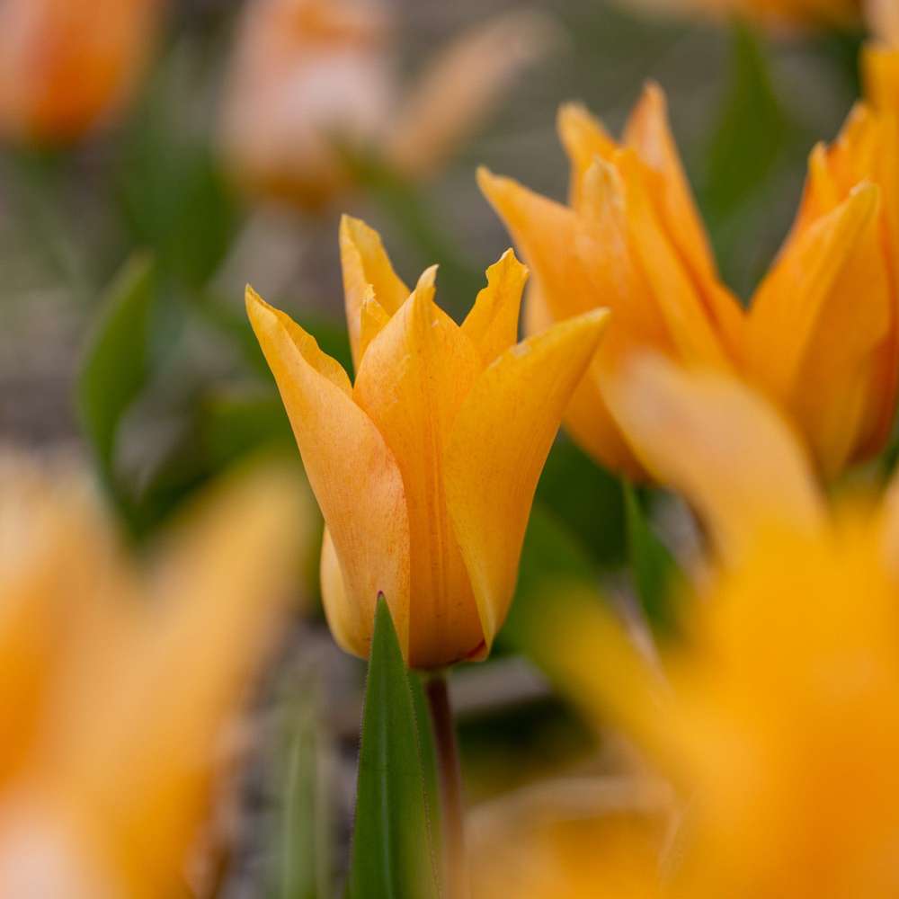 Botanisk Tulpan 'Praestans Shogun'