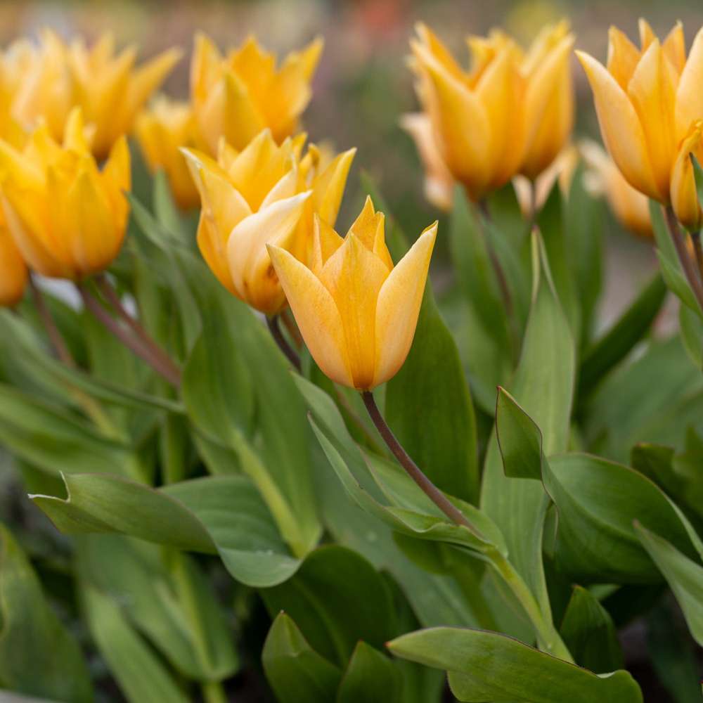Botanisk Tulpan 'Praestans Shogun'