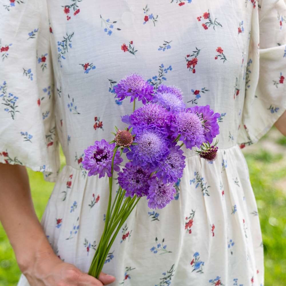 Praktvädd 'Oxford Blue Normal' (frö)