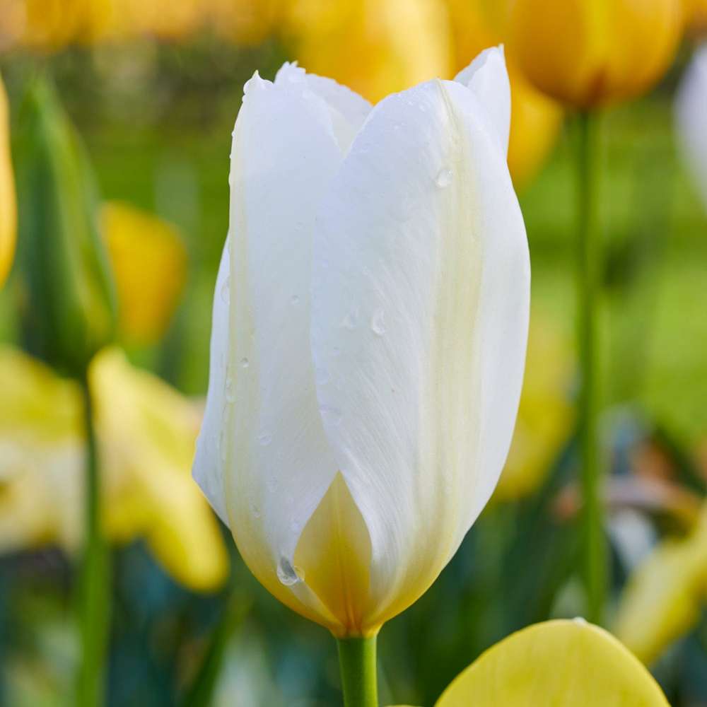 Tulpan 'Purissima'