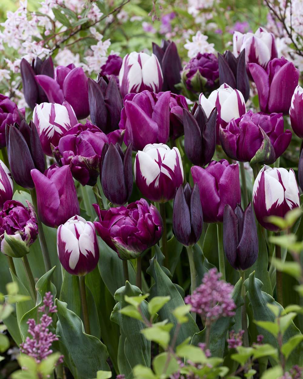 'Purple Velvet' tulpanblandning