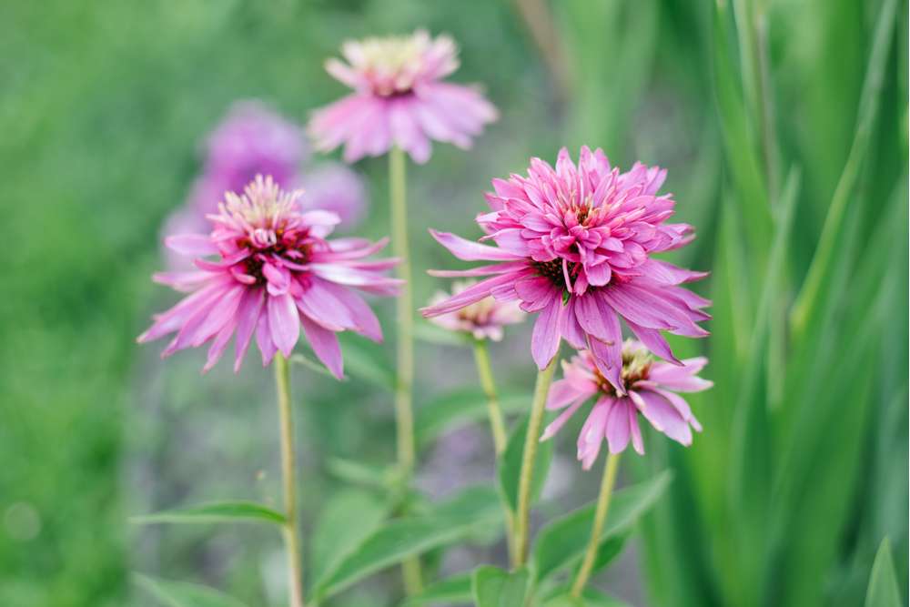 Röd solhatt 'Double Decker' (Echinacea purpurea)