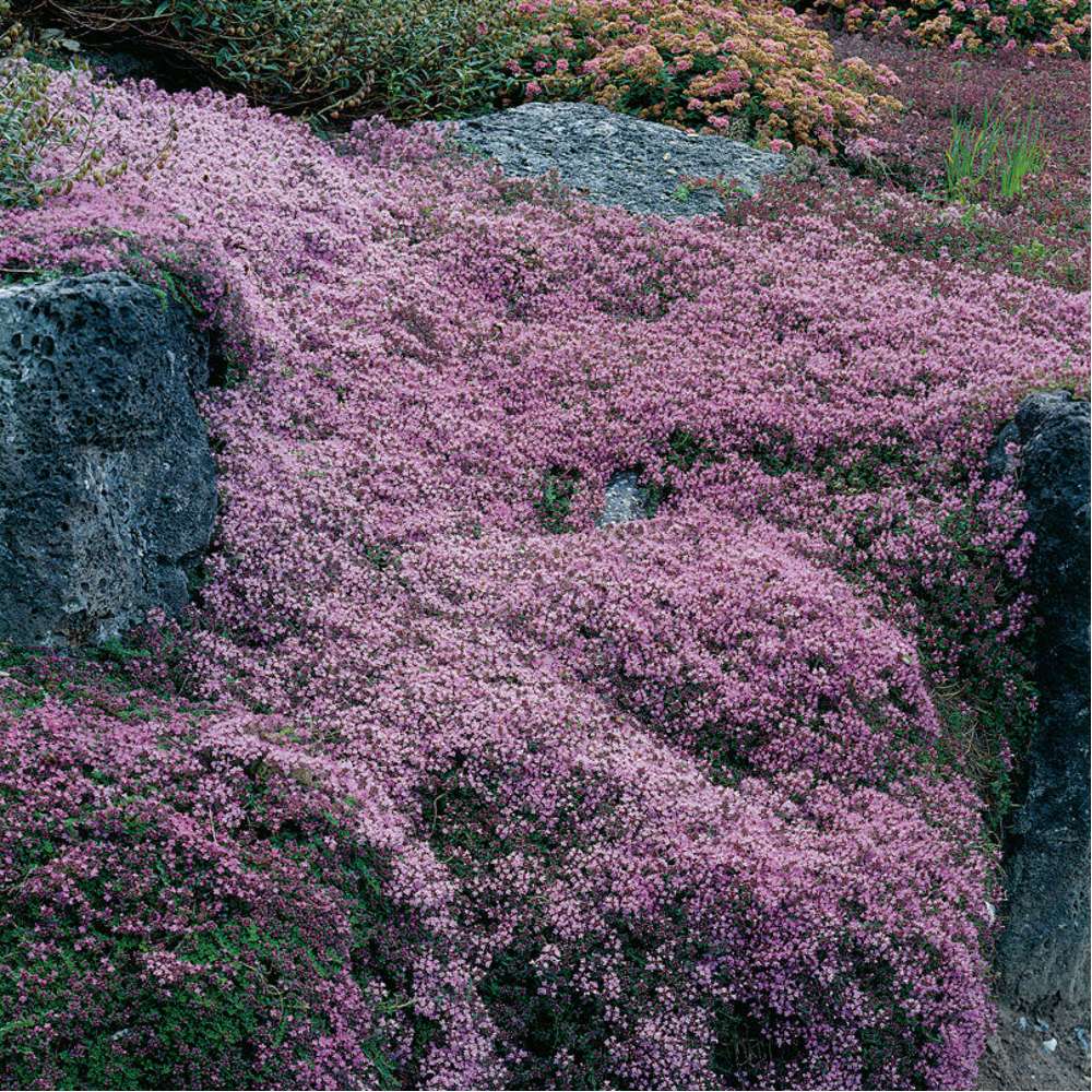 Purpurtimjan 'Coccineus' (Thymus praecox)
