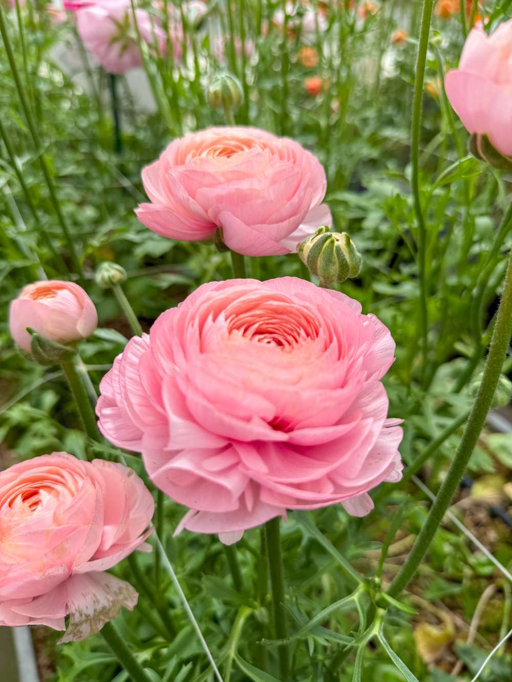 Ranunkel 'Elegance® Rosa Chiaro'