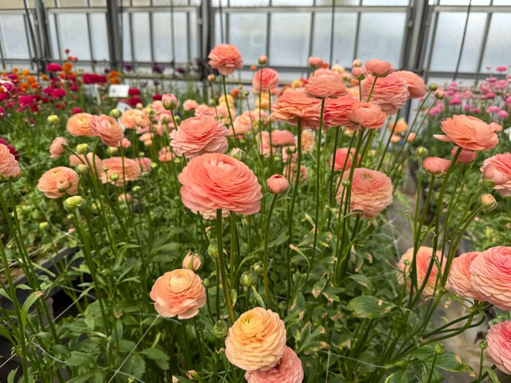 Ranunkel 'Elegance® Salmon'
