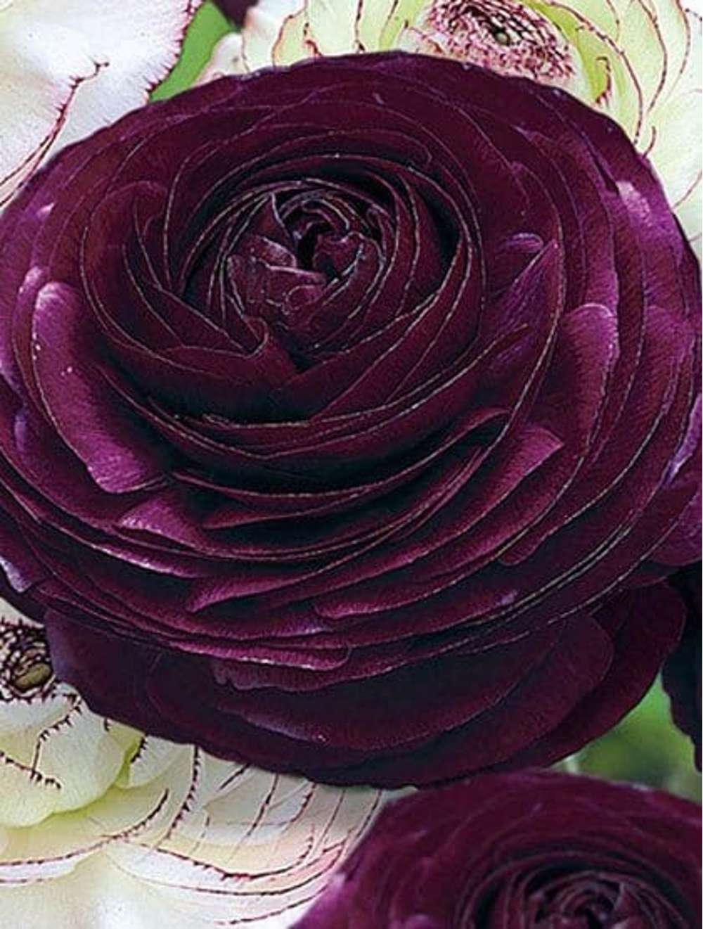 Ranunkel 'Tomer Purple'