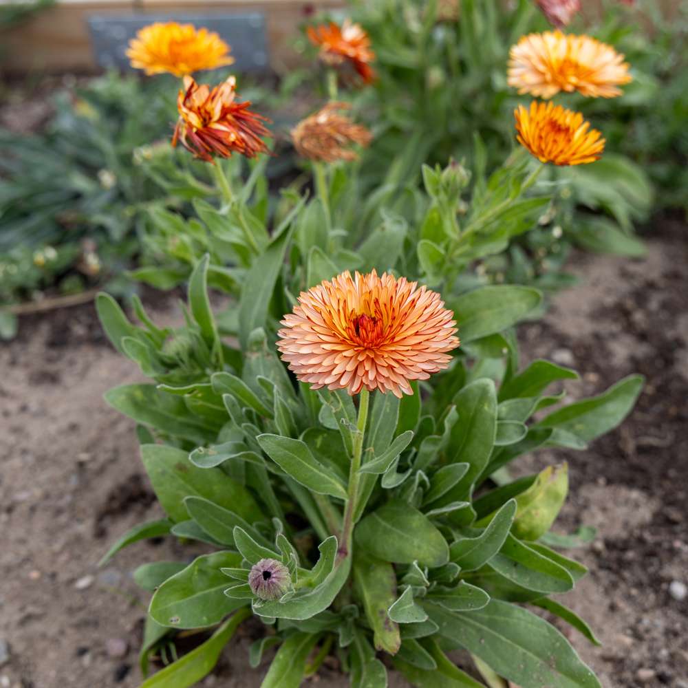 Ringblomma 'Orange Flash' (frö)