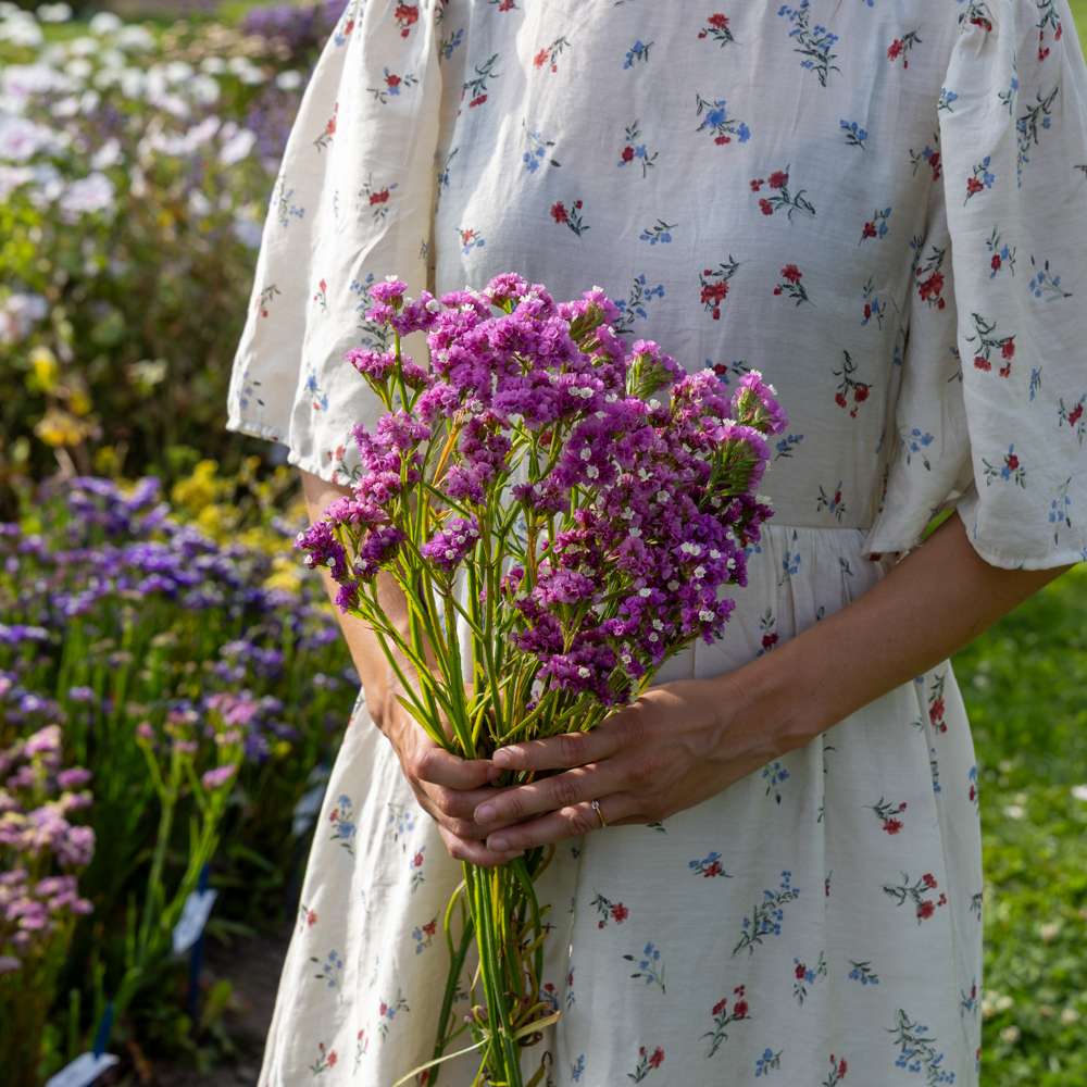 Rips 'Forever Rose' — statice-frö från Blomstervärlden