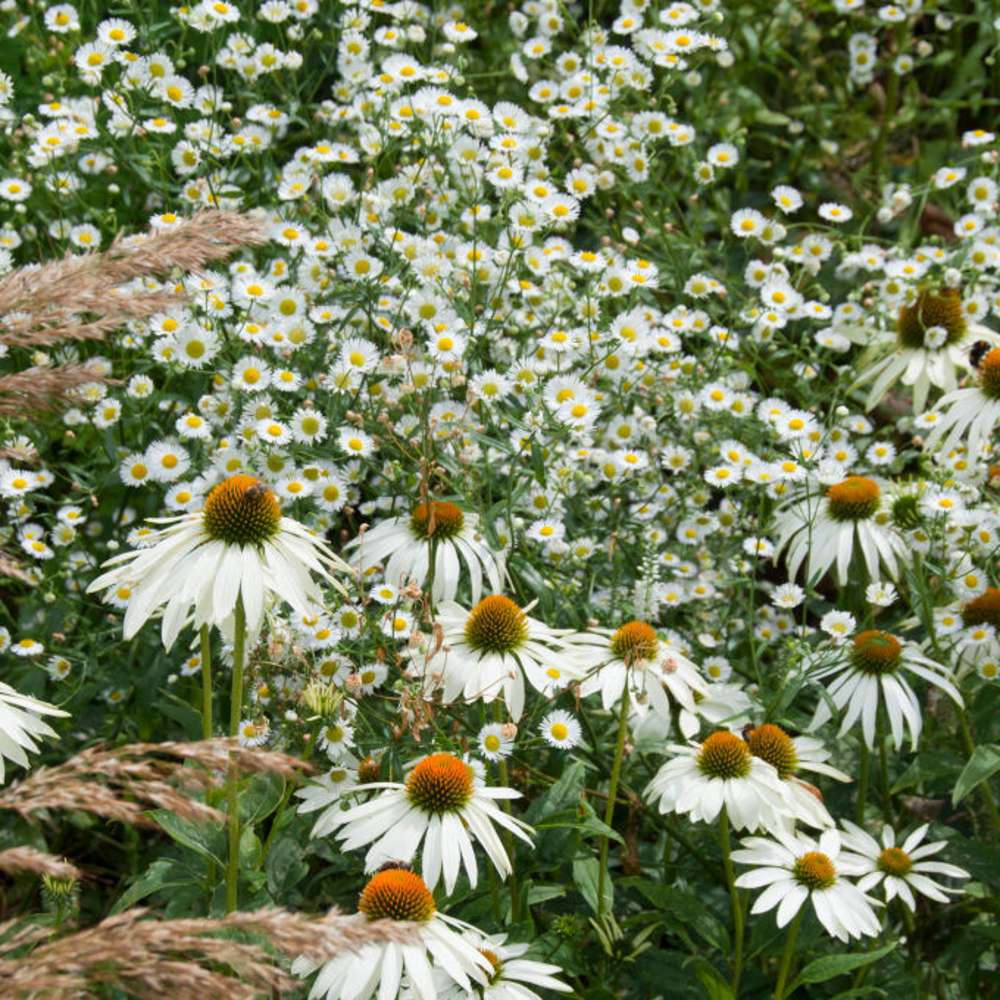 Röd solhatt 'Alba' (Echinacea purpurea)