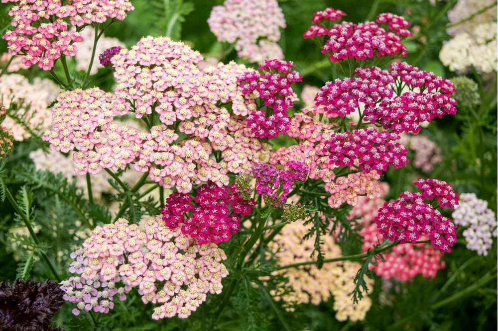 Rölleka 'Summer Pastels Mix' (frö)