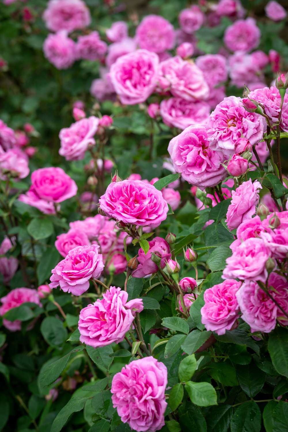 Ros 'Gertrude Jekyll®' (Ausbord)
