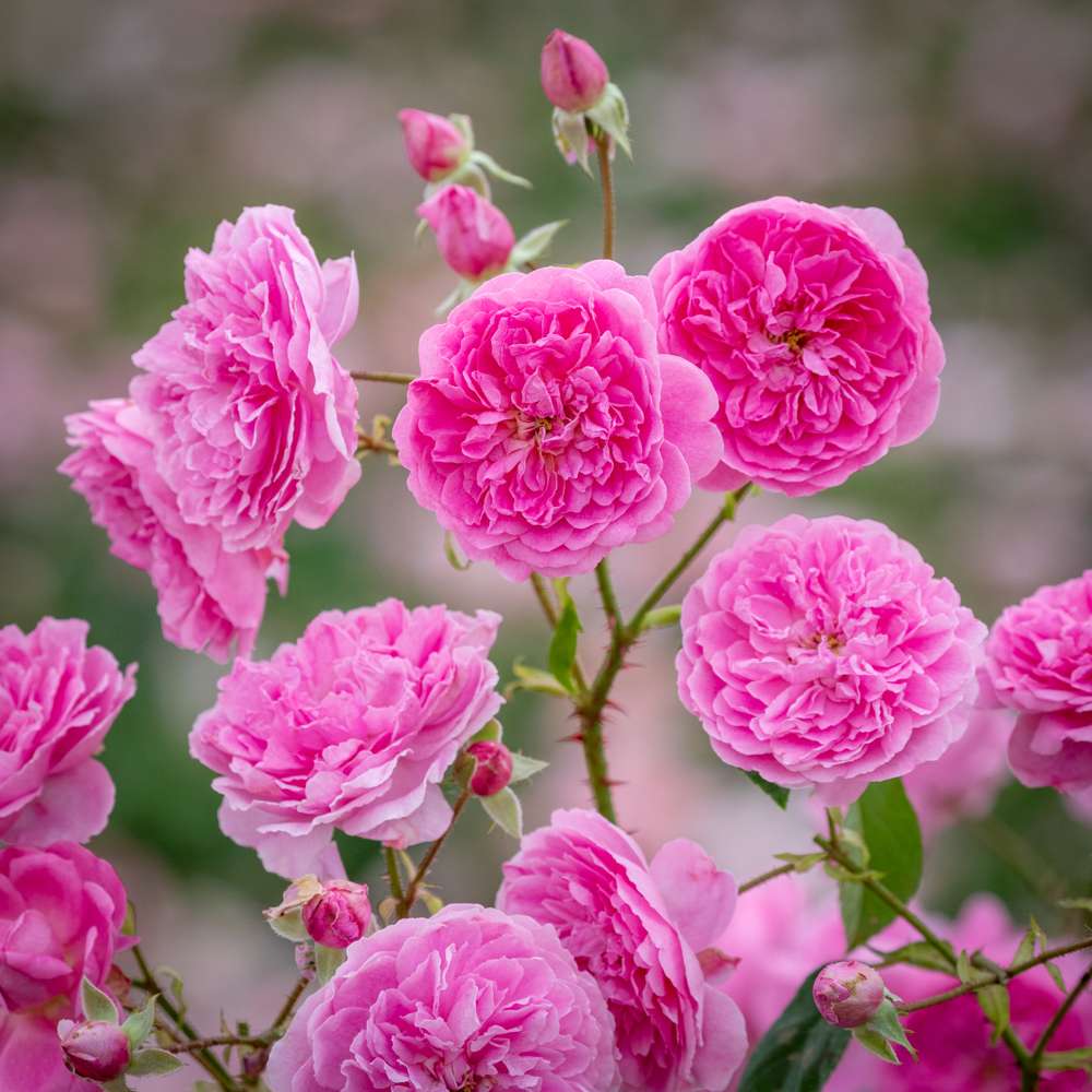 Ros 'Harlow Carr' (Aushouse)