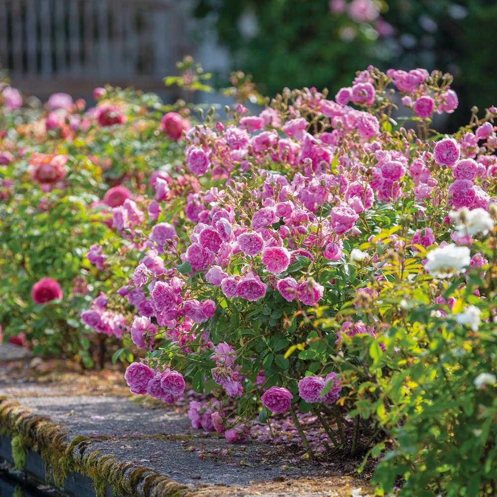 Ros 'Harlow Carr' (Aushouse)