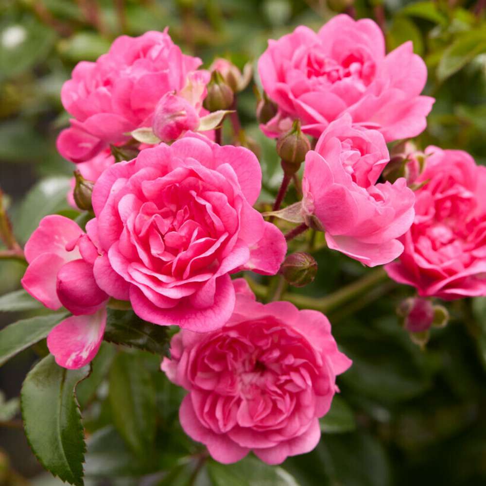 Ros 'Pink Fairy'