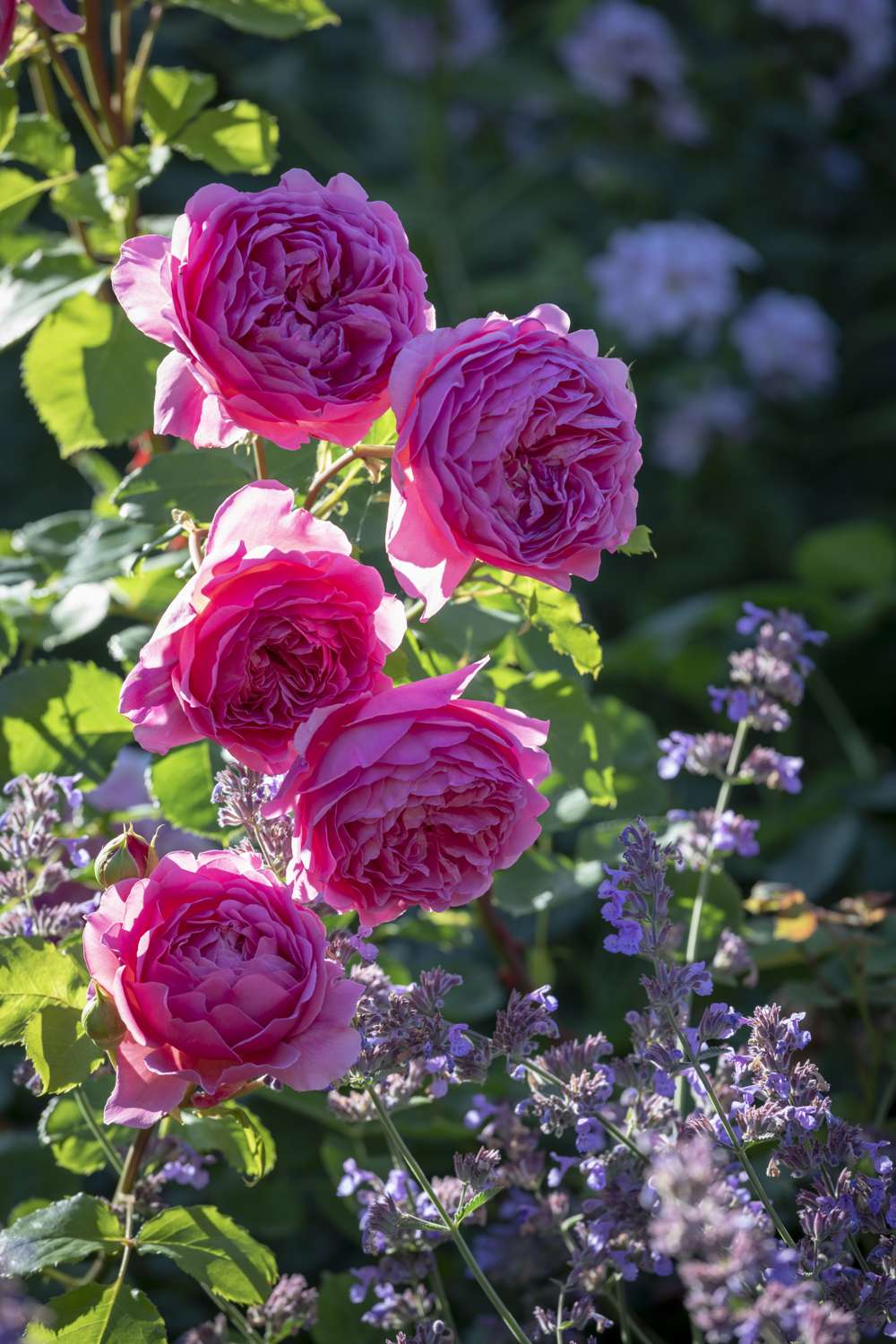 Ros 'Princess Alexandra of Kent™' (Ausmerchant)