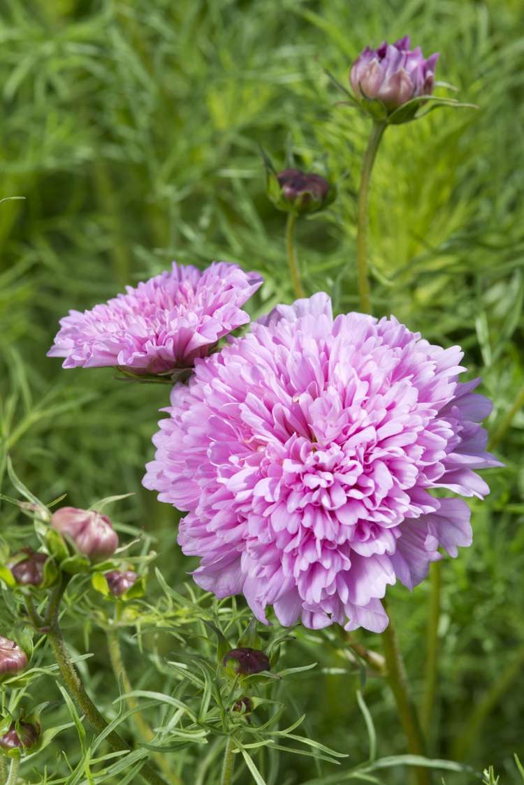 Rosenskära 'Double Dutch Rose' (frö)