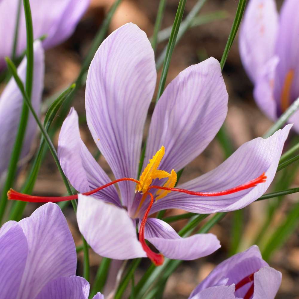Saffranskrokus 'Crocus Sativus'