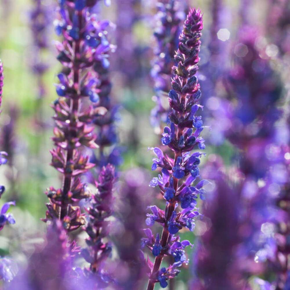 Stäppsalvia 'Caradonna' (Salvia nemorosa)