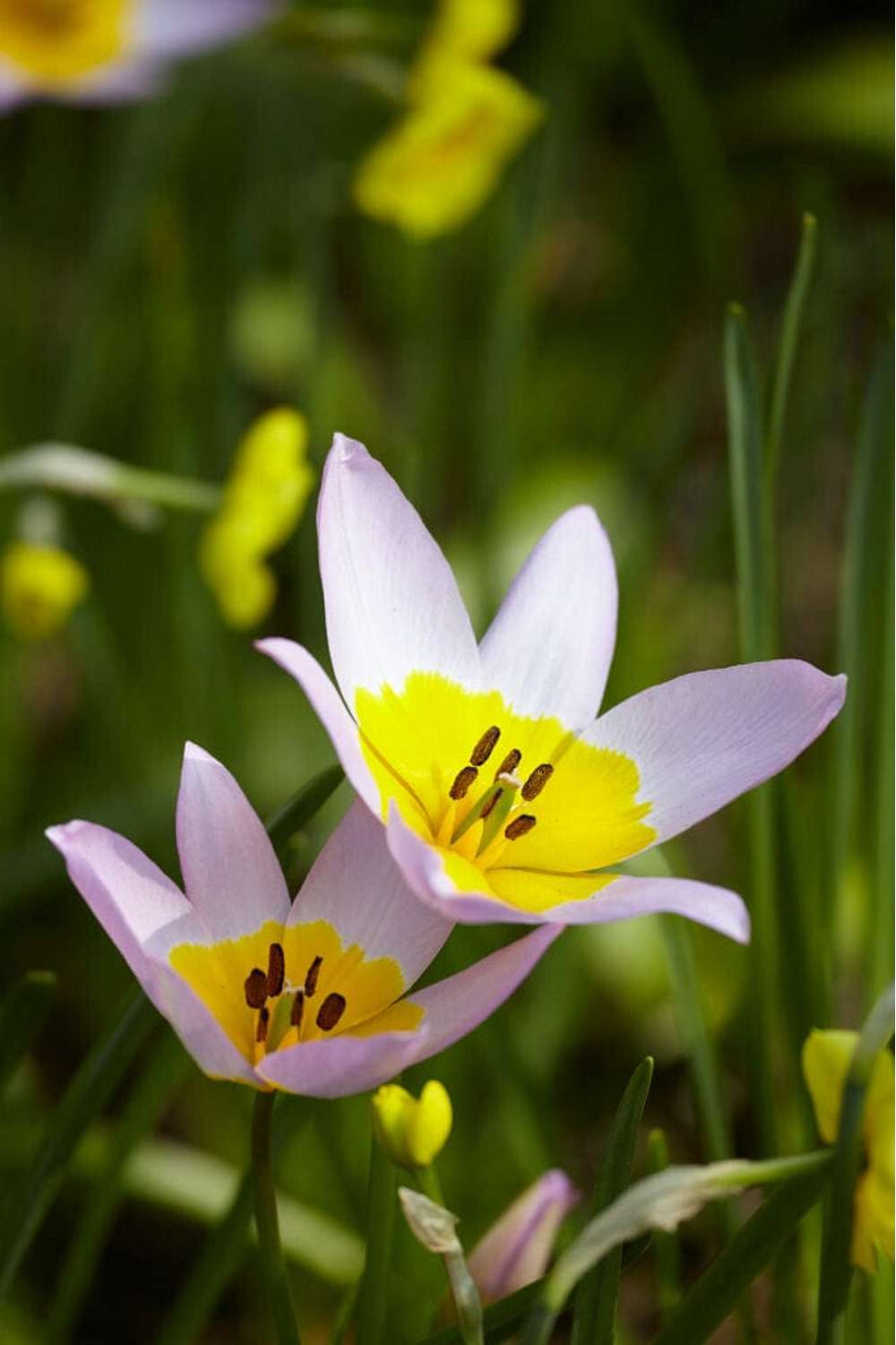 Botanisk Tulpan 'Saxatilis' / 'Lilac Wonder'