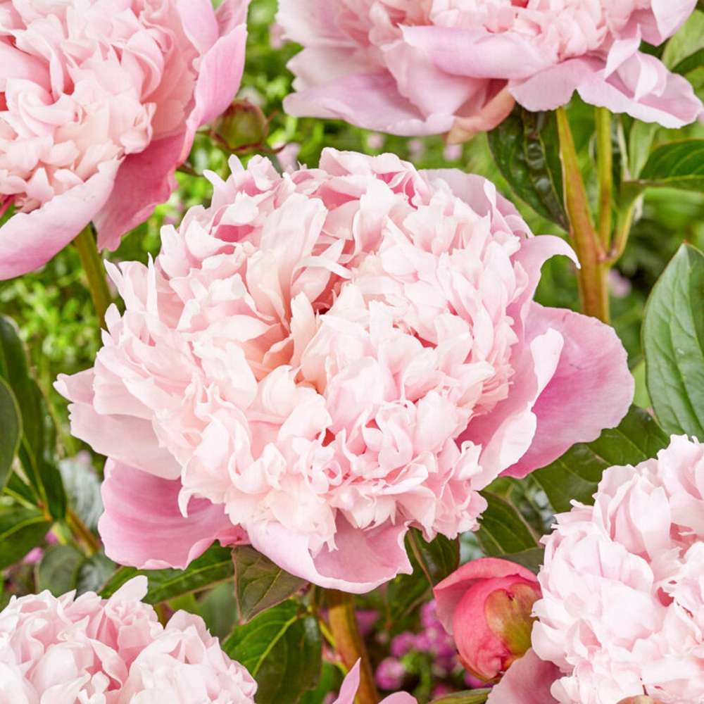 Pion 'Shirley Temple'