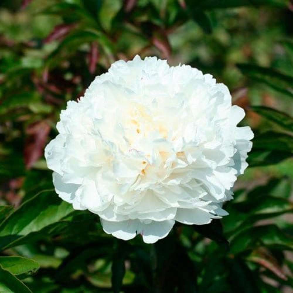 Pion 'Shirley Temple'