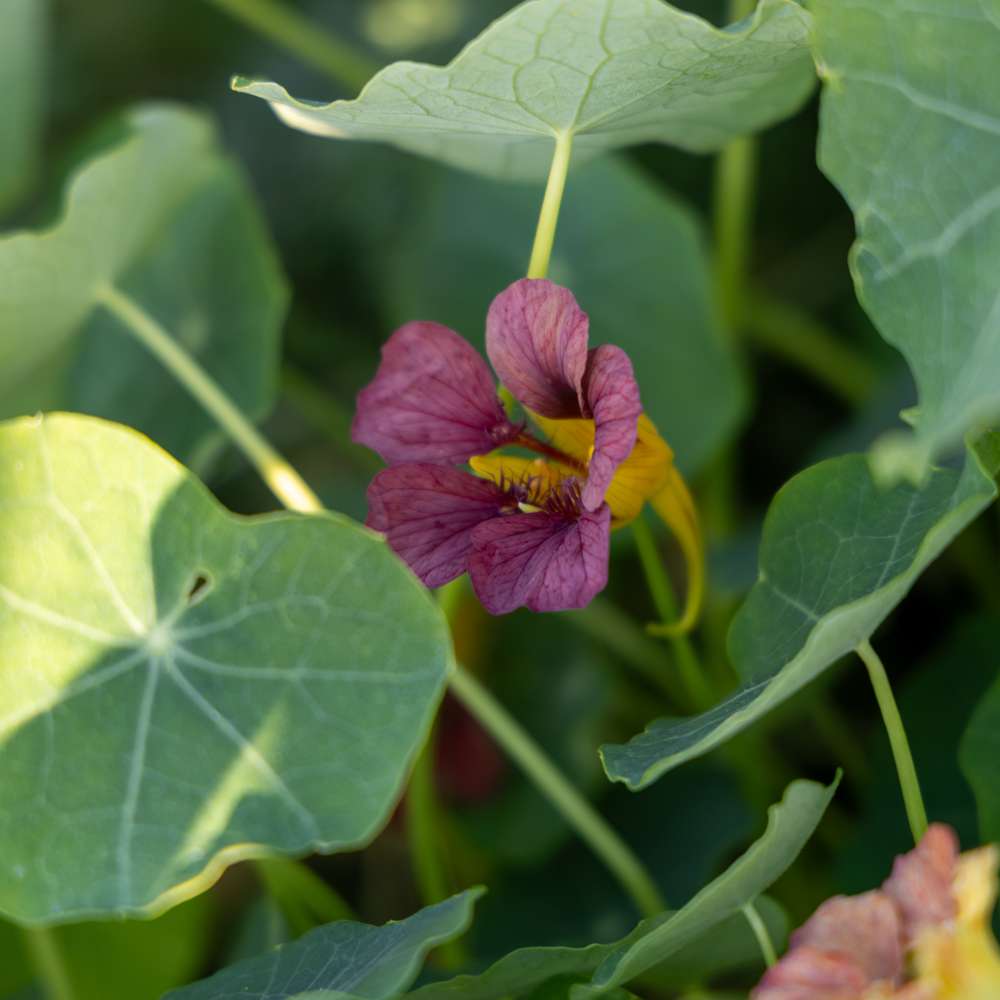 Slingerkrasse 'Purple Emperor' (frö)