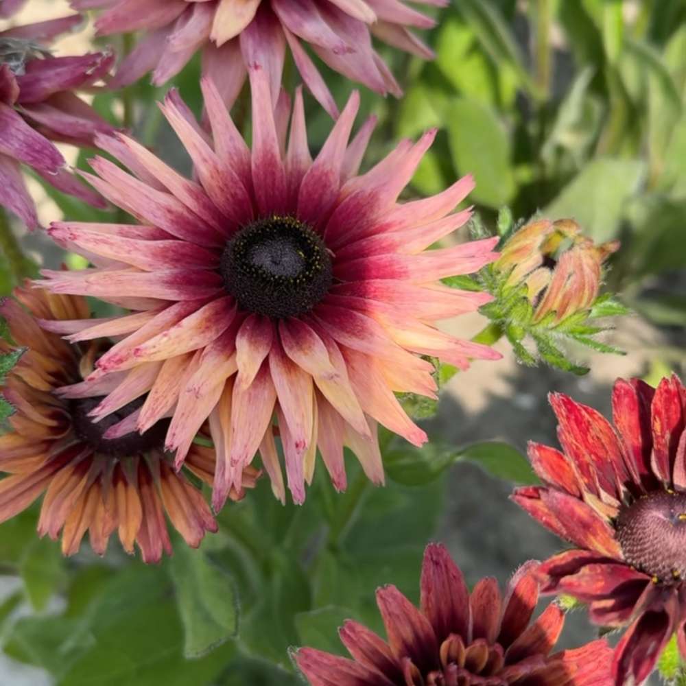 Solhatt 'Hirta Sahara' (frö)