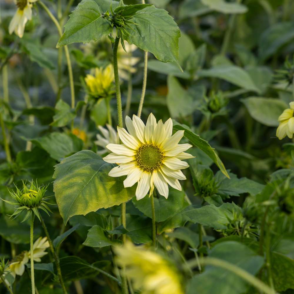 Solros 'Italian Green Heart' (frö)