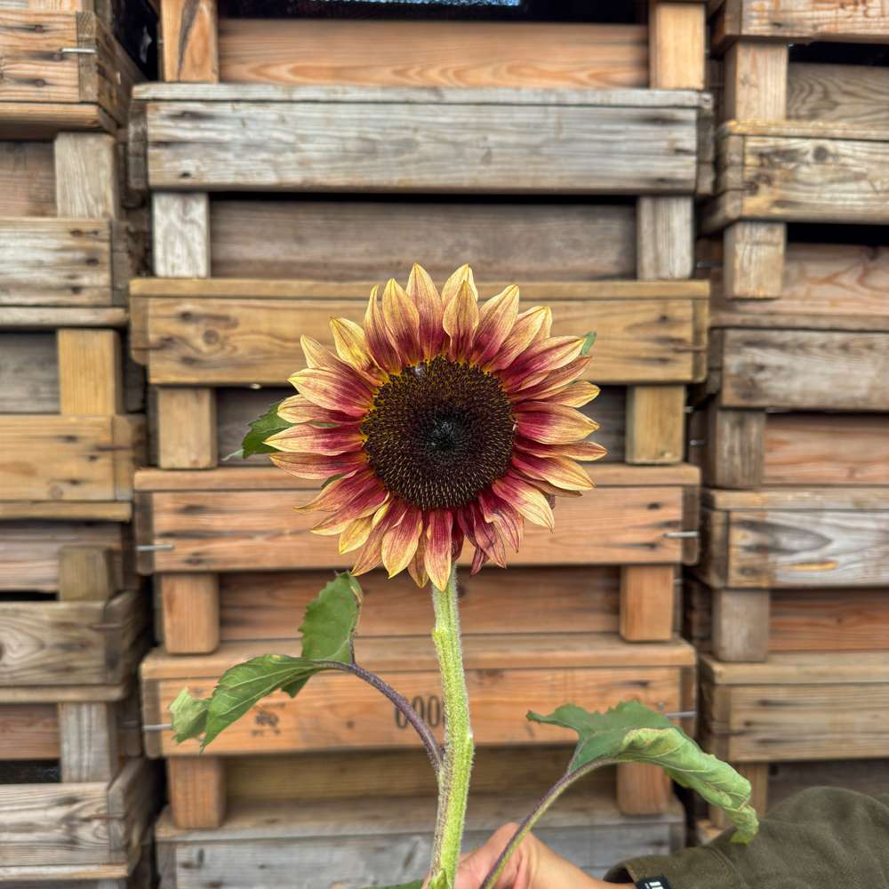 Solros 'ProCut Plum F1' (frö)