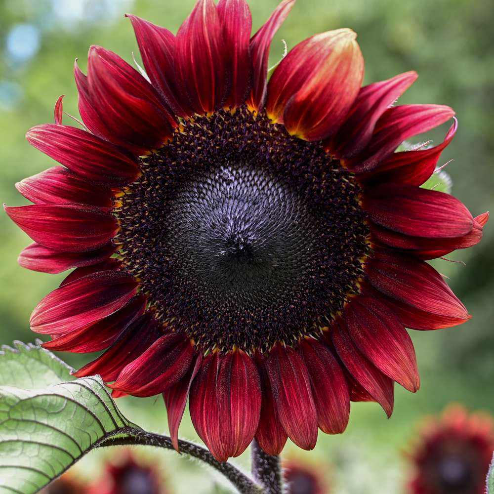 Solros 'ProCut Red F1' (frö)