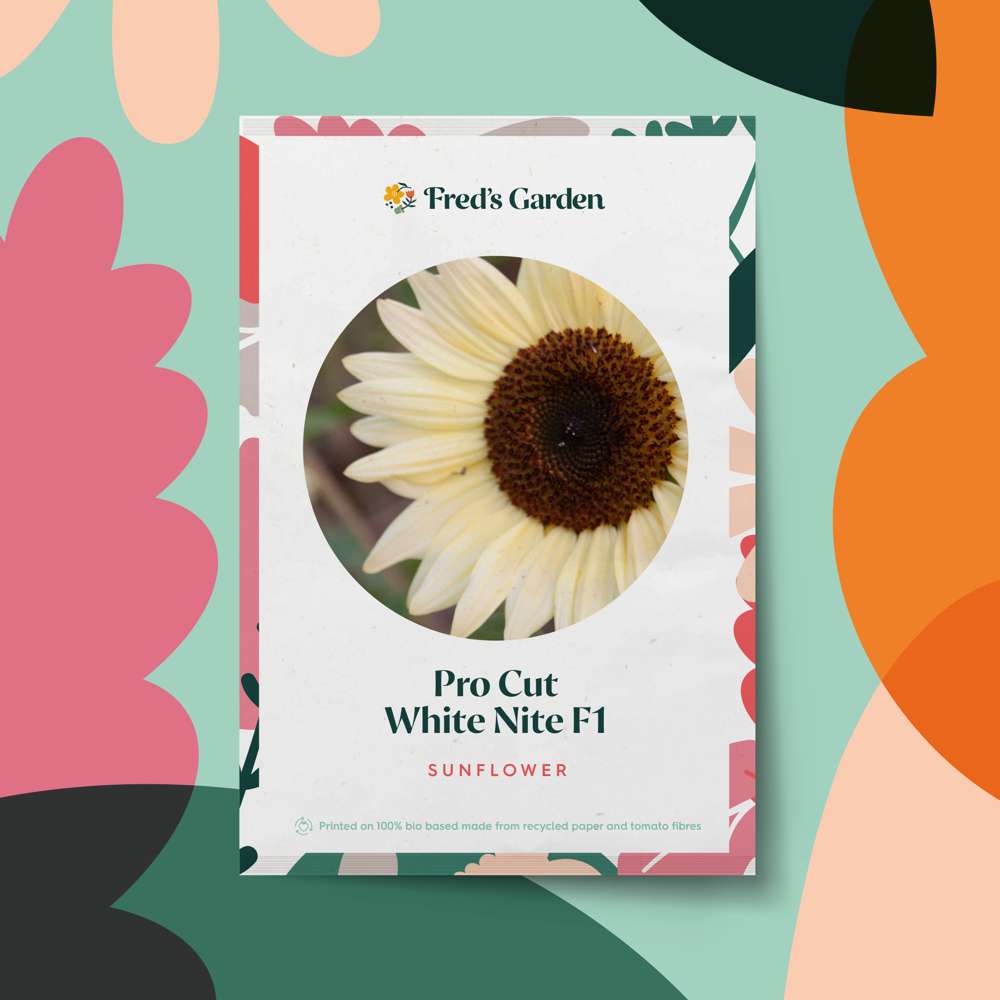 Solros 'ProCut White Nite F1' (frö)