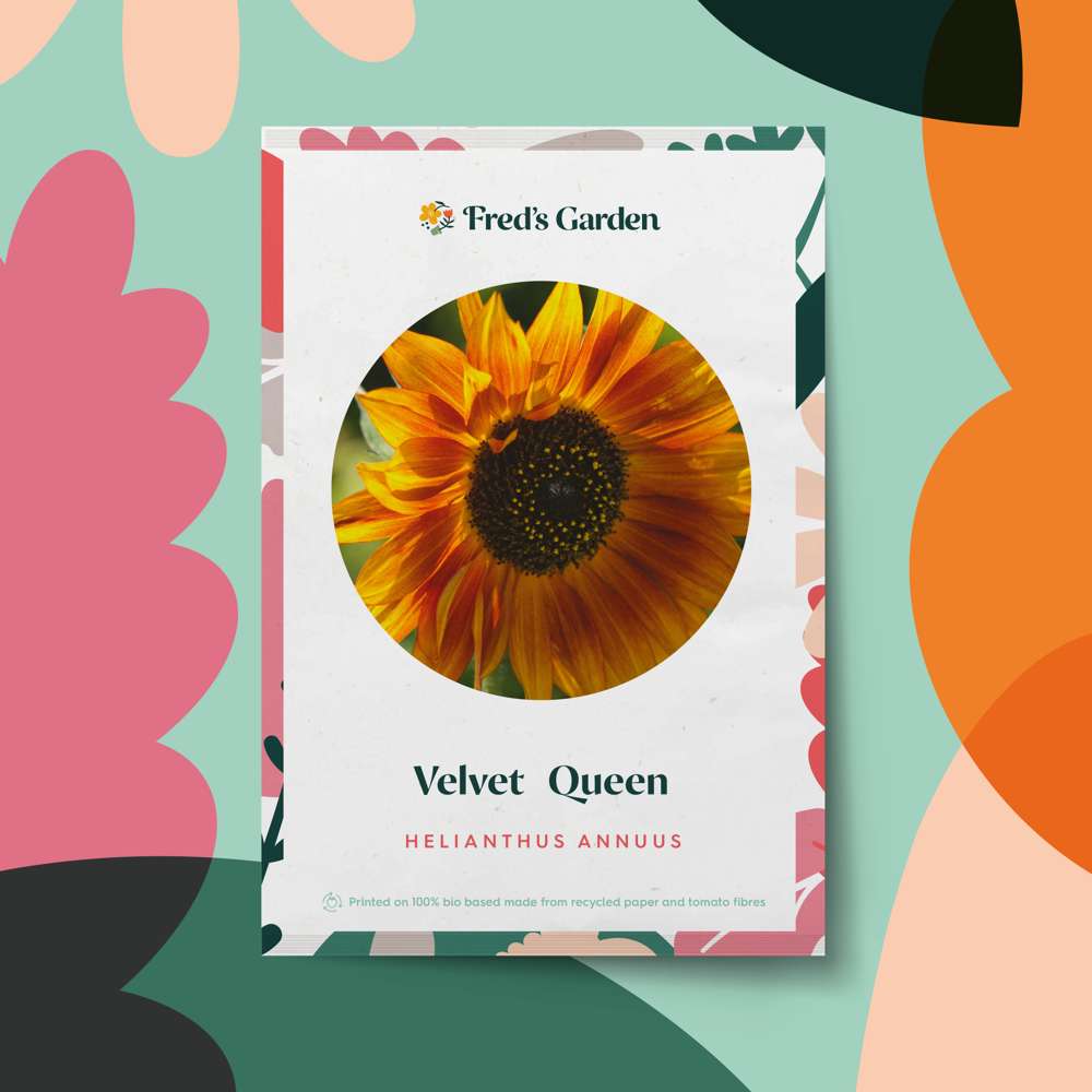 Solros 'Velvet Queen' (frö)