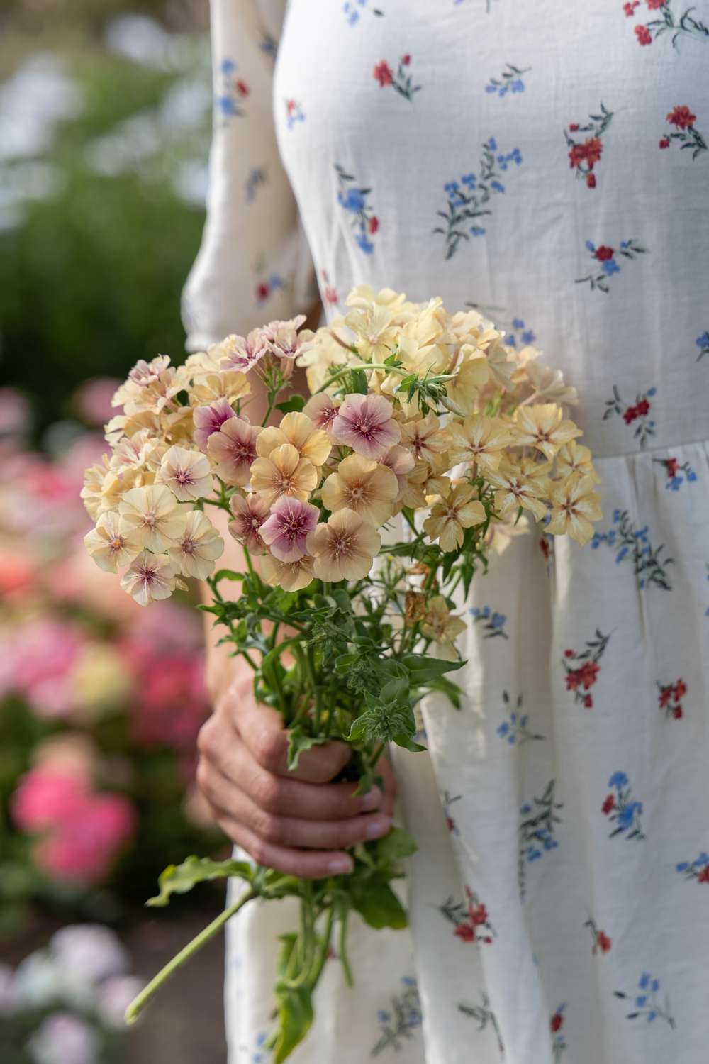 Sommarfloks 'Creme Brulee' (frö)