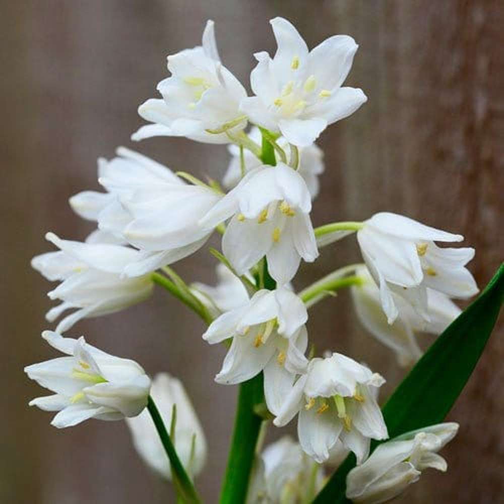 Spansk Klockhyacint 'Hyacinthoides hispanica Alba Maxima'