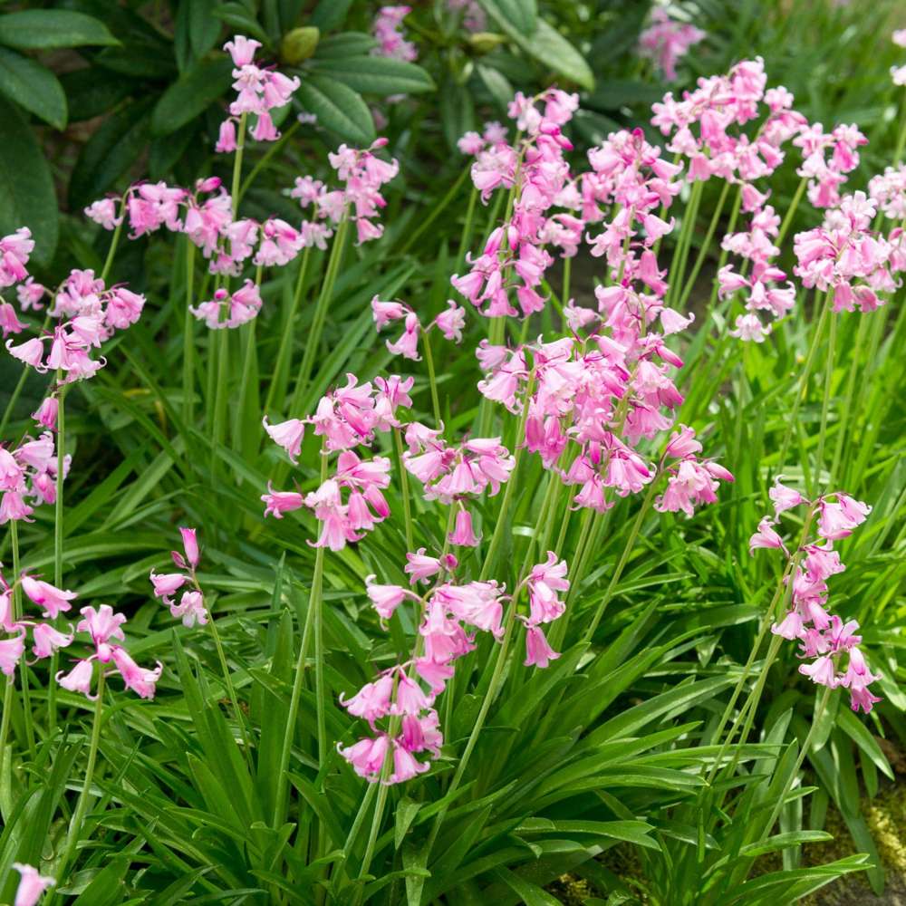 Spansk klockhyacint 'Rose Queen'