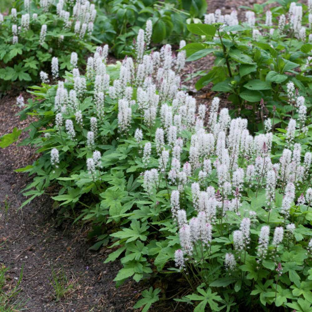 Spetsmössa (Tiarella cordifolia)