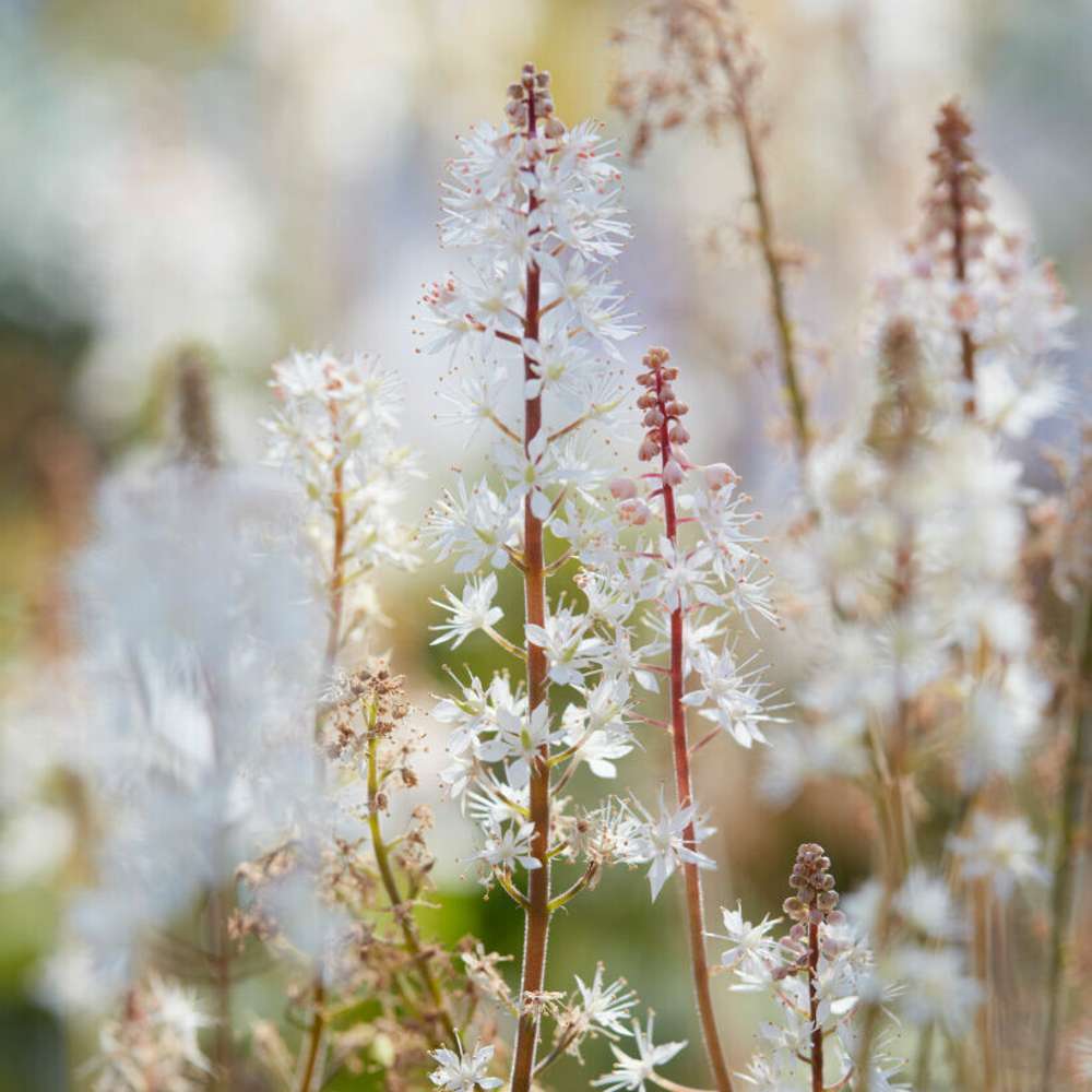Spetsmössa (Tiarella cordifolia)