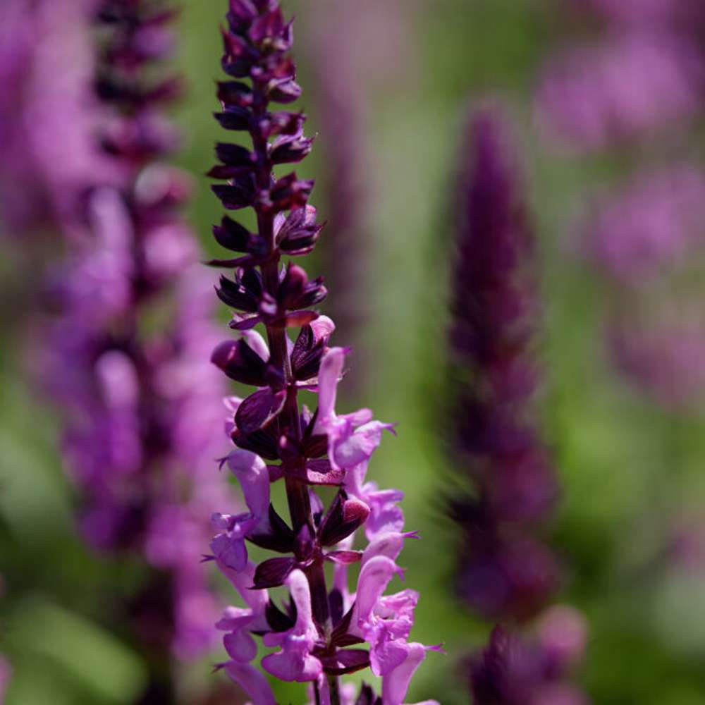 Stäppsalvia 'Sensation Medium Rose' (Salvia nemorosa)