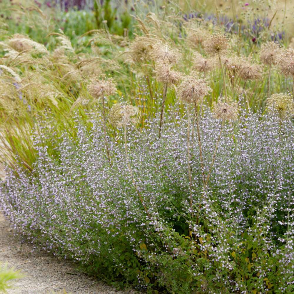 Stenkyndel (Calamintha nepeta)