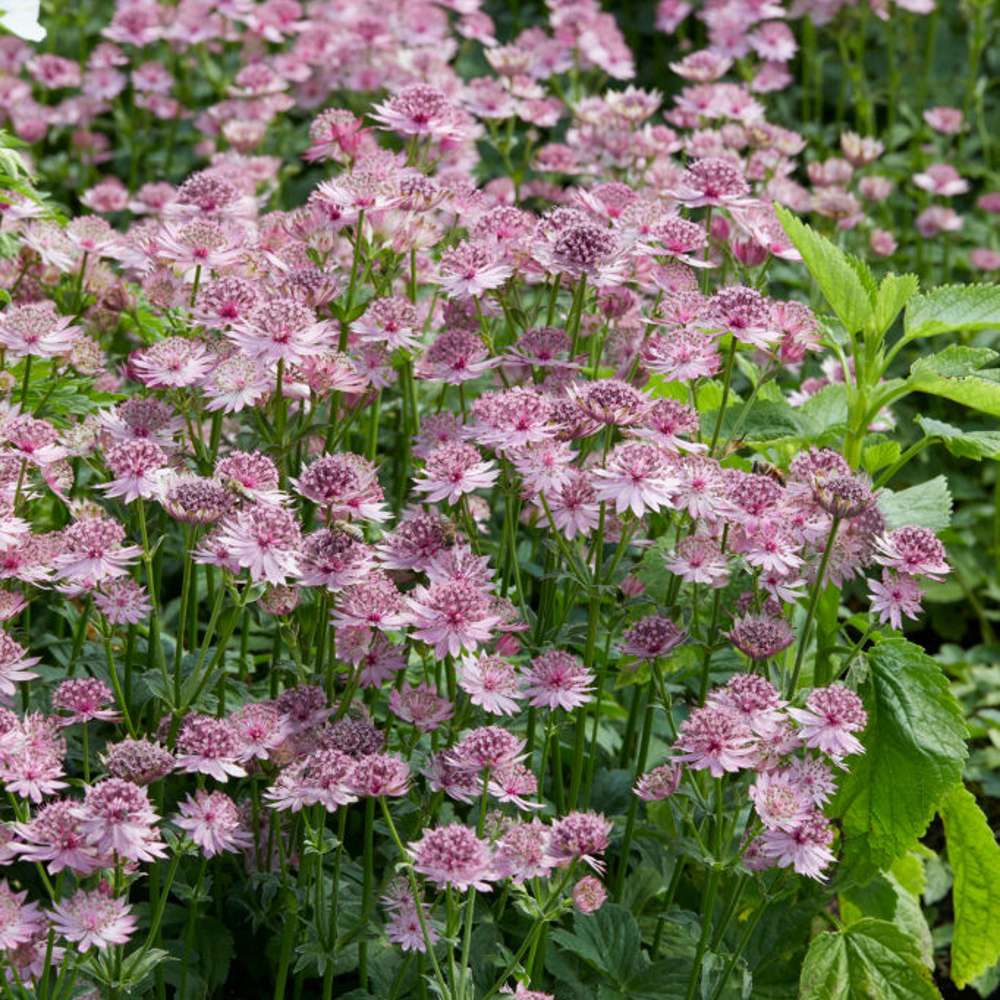 Stjärnflocka 'Roma' (Astrantia major)